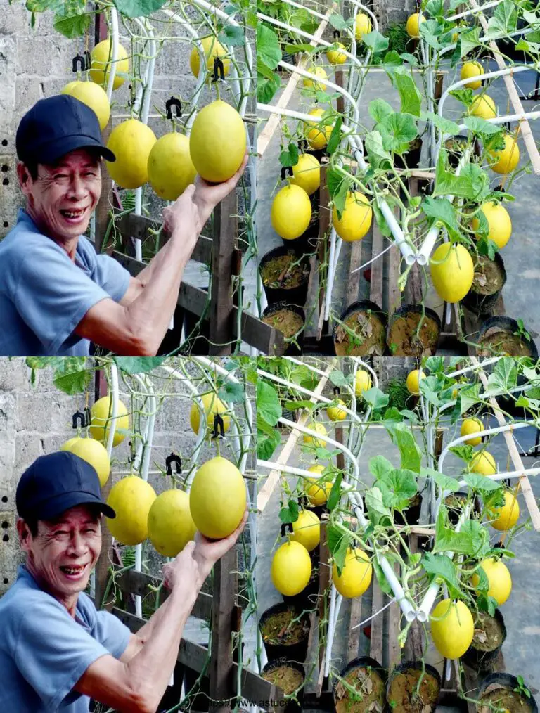 El Secreto Para Alto Rendimiento y Suavidad Excepcional de Cantaloup, Descubre ¡Este precioso Tip!