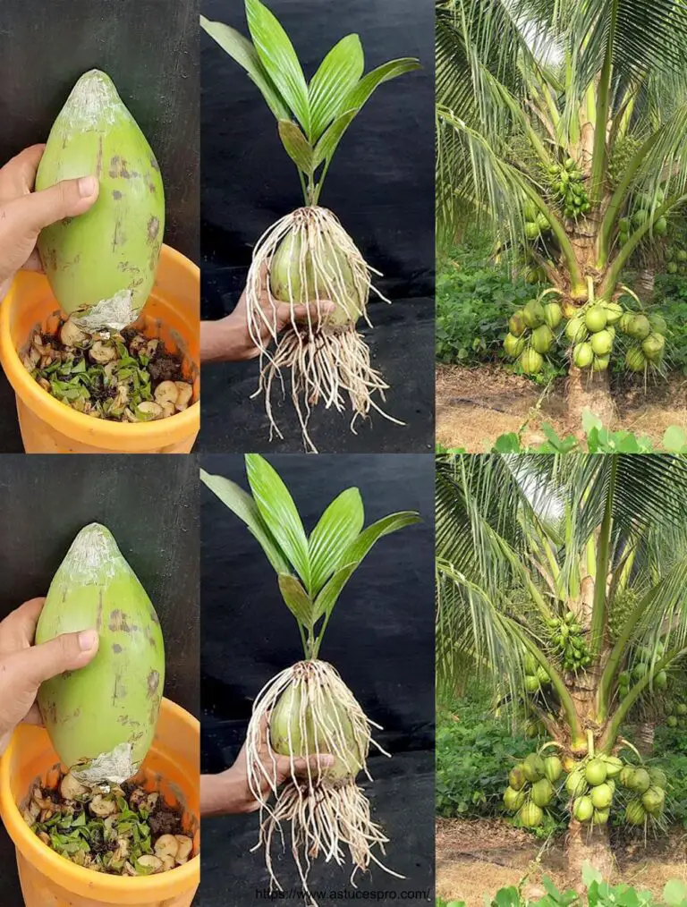 Cocos de crecimiento con Aloe vera usando técnicas secretas: Cómo crecer un árbol de coco
