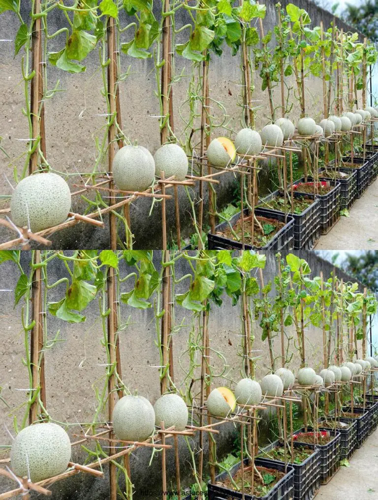 Cómo he creado un jardín de melones de sueños sin jardín, cosechando una abundancia de fruta