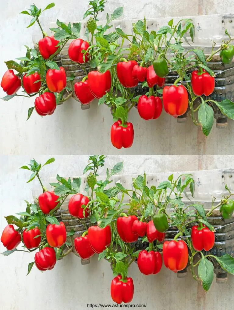 Crece pimientos en la pared: Crece pimientos en botellas de plástico baratas para una cosecha abundante