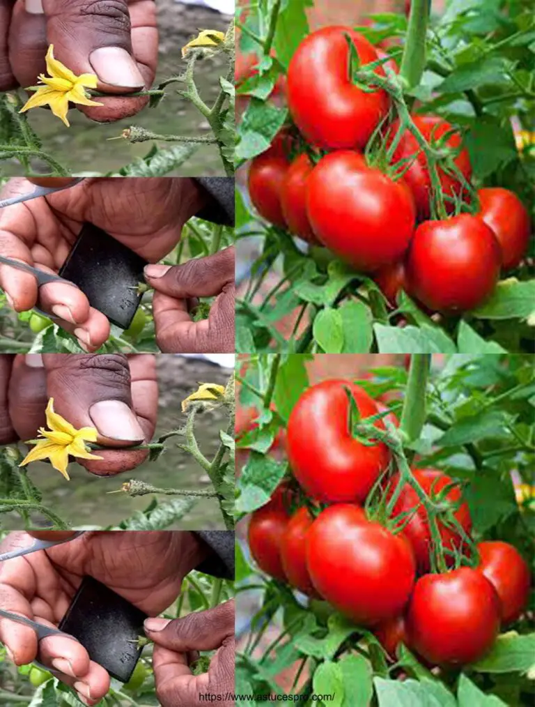 Técnicas de artificialización y polinización manual de las flores de tomate