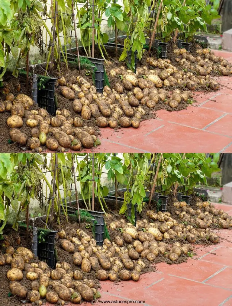 ¡Demasiado sorprendido! Cómo Hacer Manzanas de la Tierra en Abundancia: Fácil y Productivo