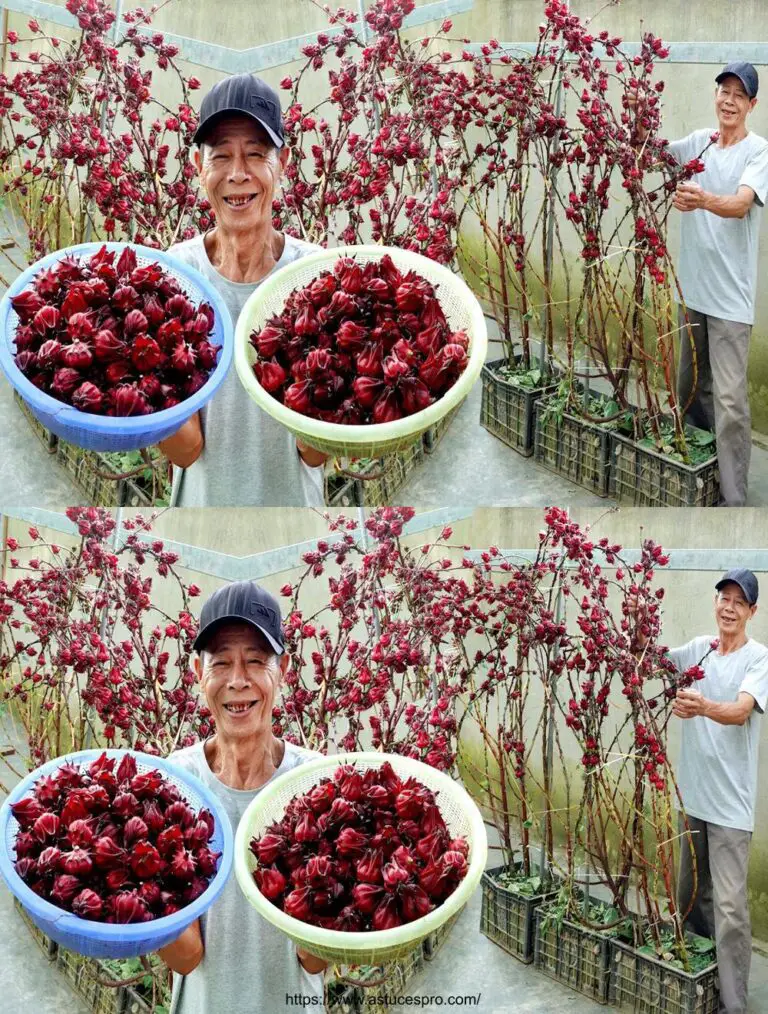 Hibiscus: Sweet-Acidulated Delicious, Easy to Cultivate At Self, for a Refreshing Refreshing Regal Summer!