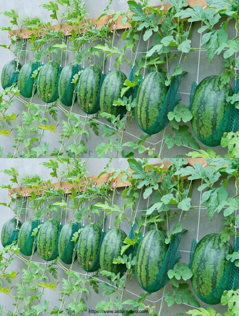 Cultivando sandías en casa – Empujar sandías en Hammock!