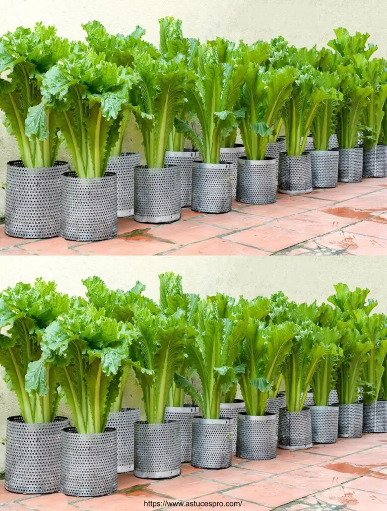 Nunca más compre verduras, así es como crece para alimentar a mi familia.