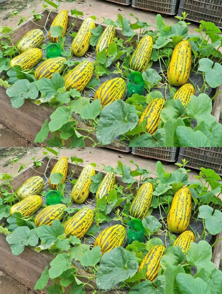 No esperaba que cultivar sandías amarillas en pallets fuera tan divertido y tan dulce!