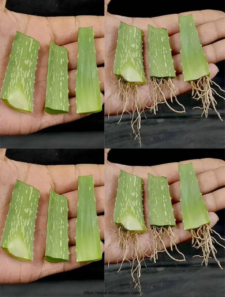 Cultivar un árbol de aloe vera de cortes de hojas