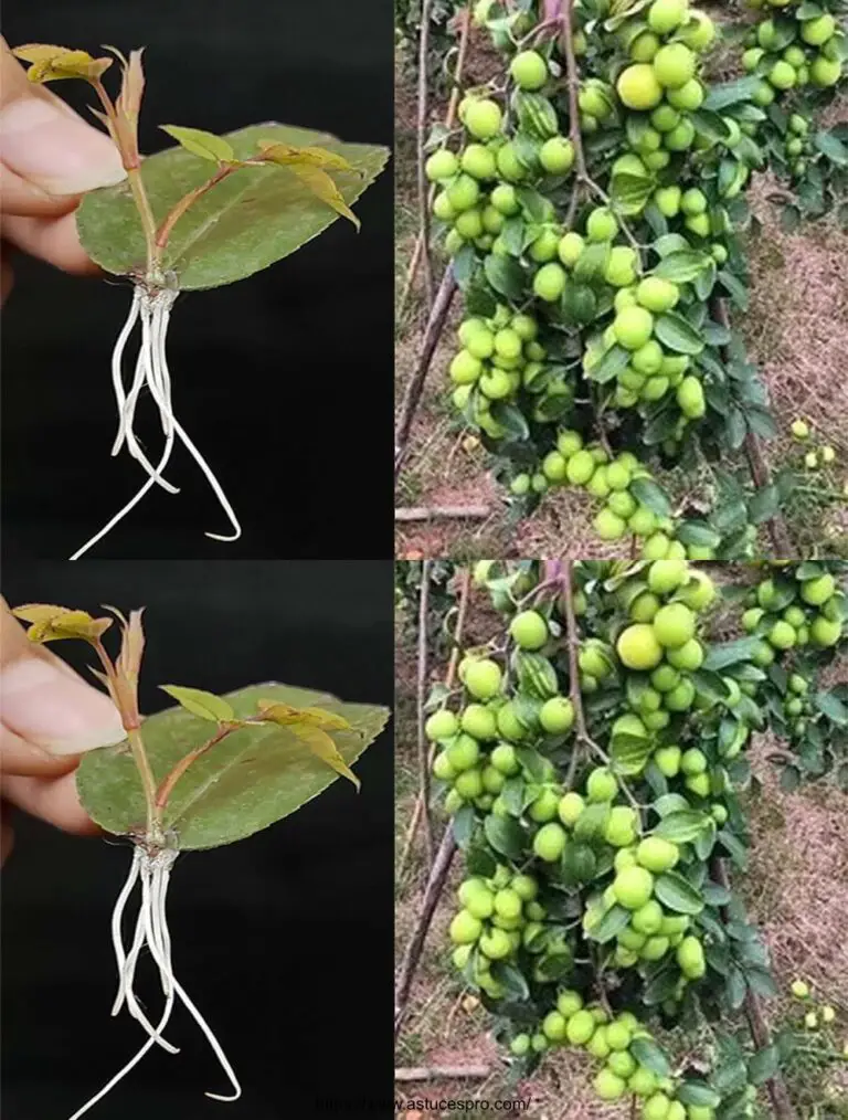 La magia de las rosas de hoja