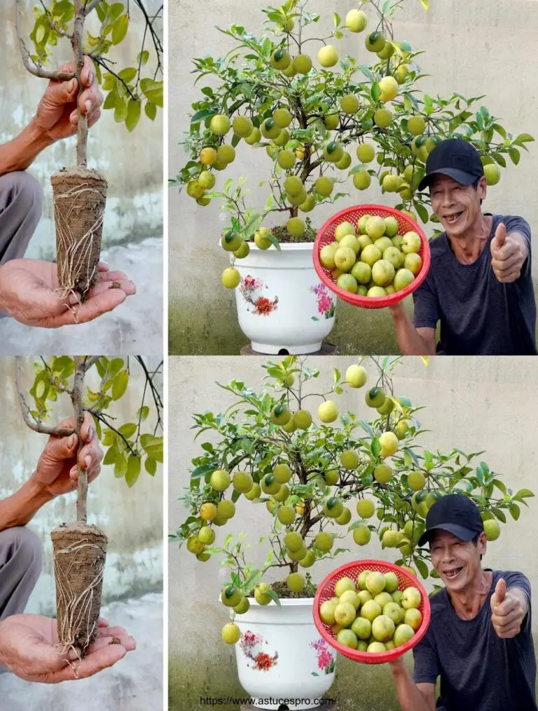 Carreras Citron de despedida : Mi propina para tener Citrons Año!