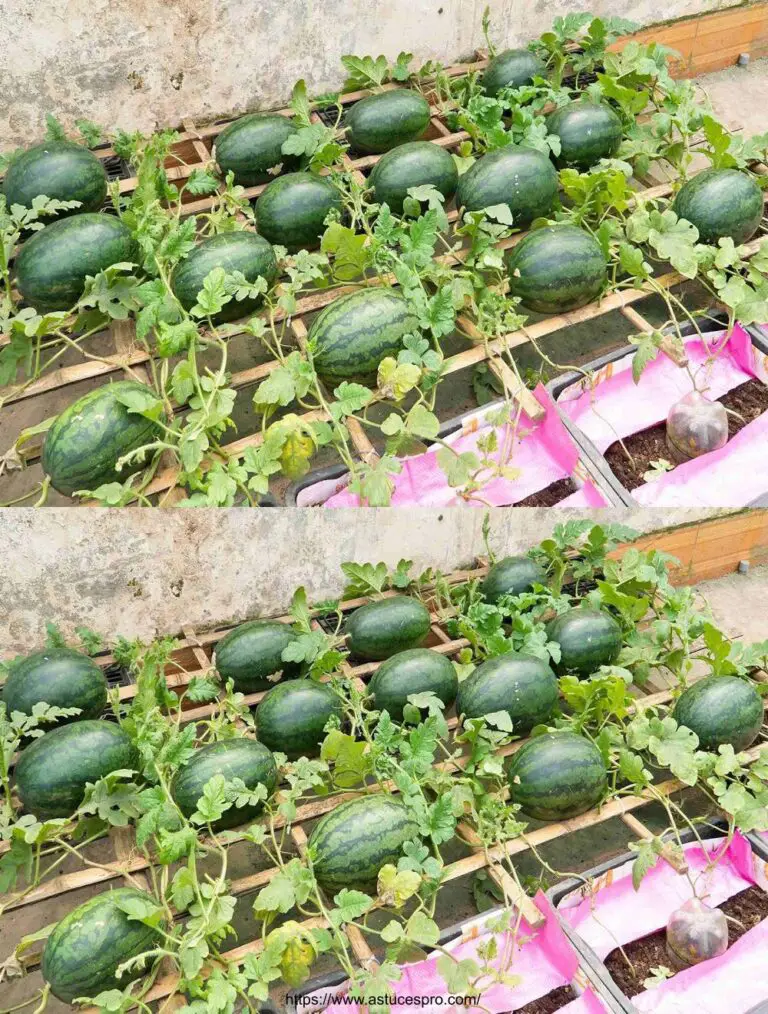 Cultivar sandías en una bolsa con sólo un poco de suelo para principiantes