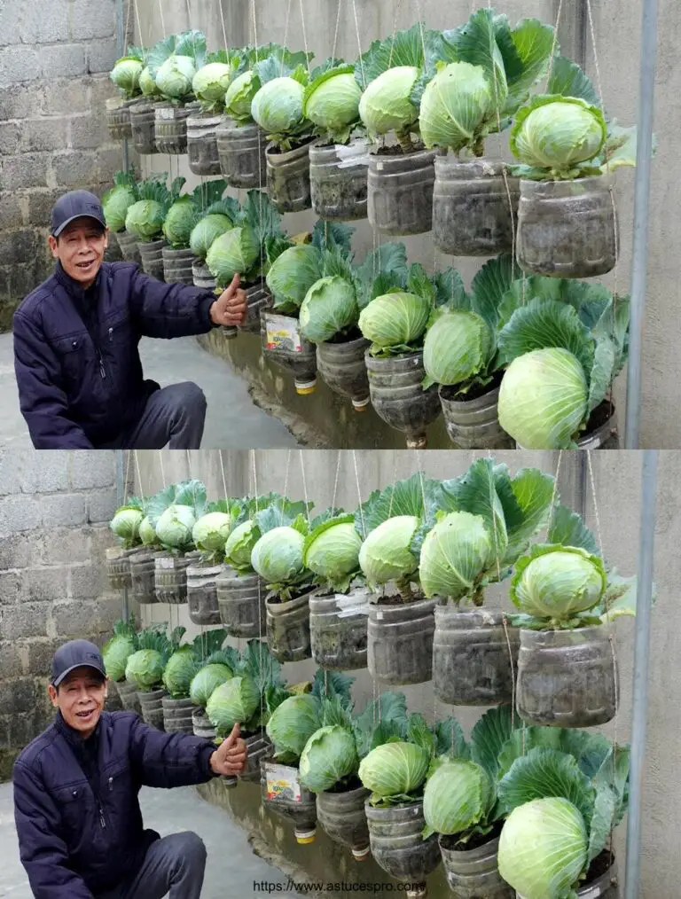 Jardín de sueño de botella de plástico: Crecido fácil y económicamente