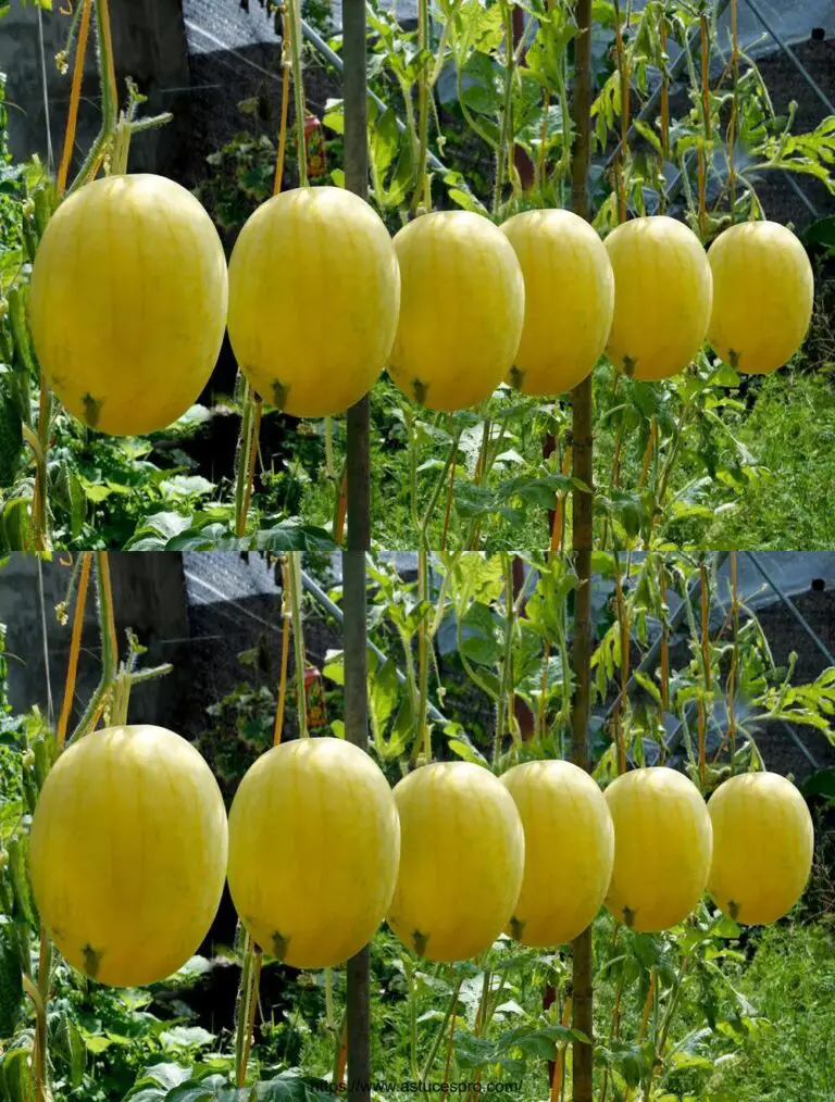 Consejos para cultivar sandías amarillas, consejos para frutas dulces y jugosas