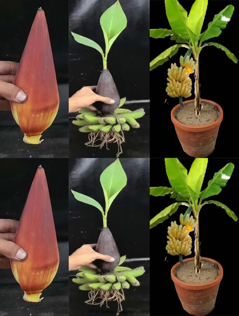 El método creativo para cultivar un árbol de plátano de una flor de plátano