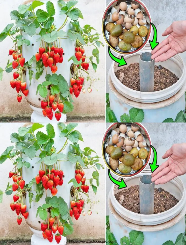 Con un solo contenedor de plástico, cultivar fresas y tratarse todo el año!