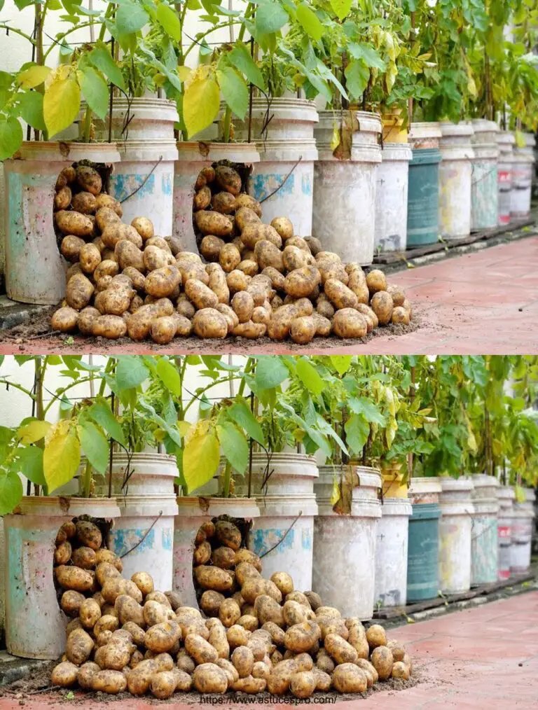 Pruebe este método revolucionario para cultivar papas: nunca tendrá que comprar más!