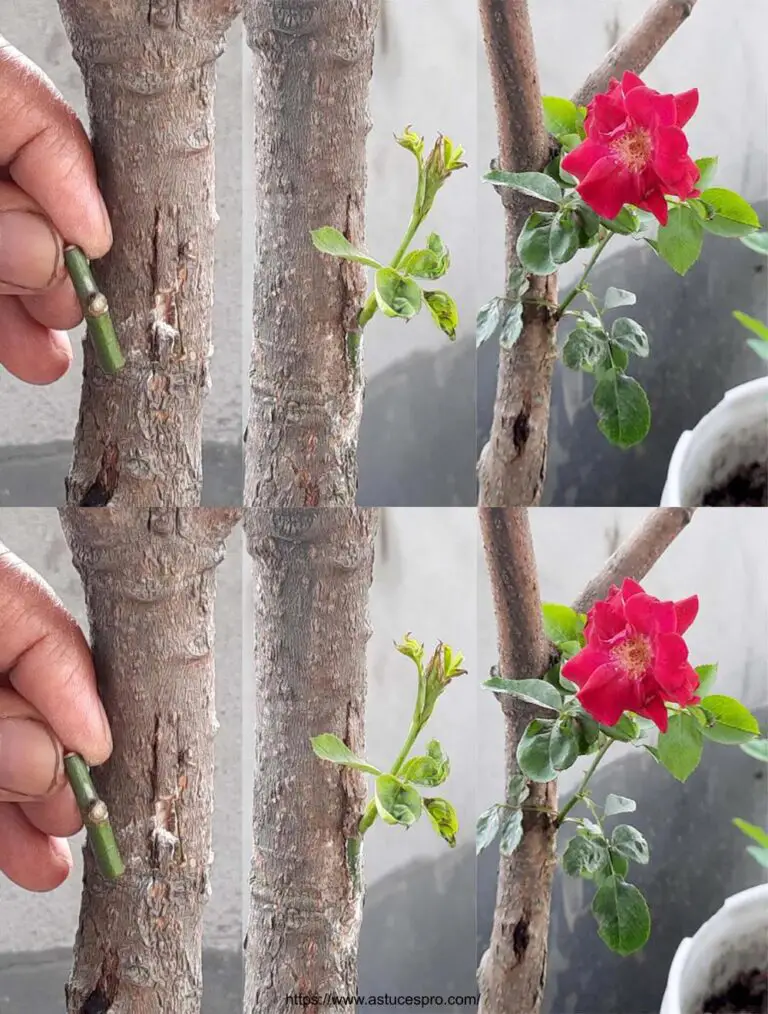 Registro inesperado en un árbol de mango con cortes de rosa: Tutorial de vídeo e injerto de muestras