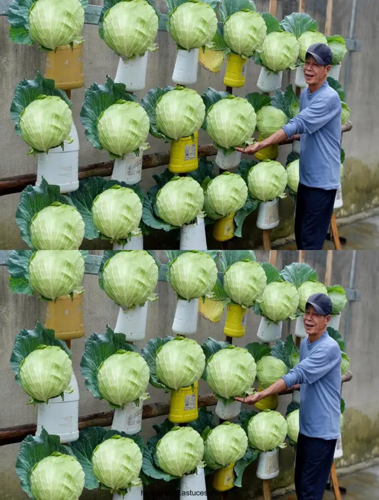 Convertir residuos de plástico en un jardín de repollo único, tan maravilloso y hermoso.