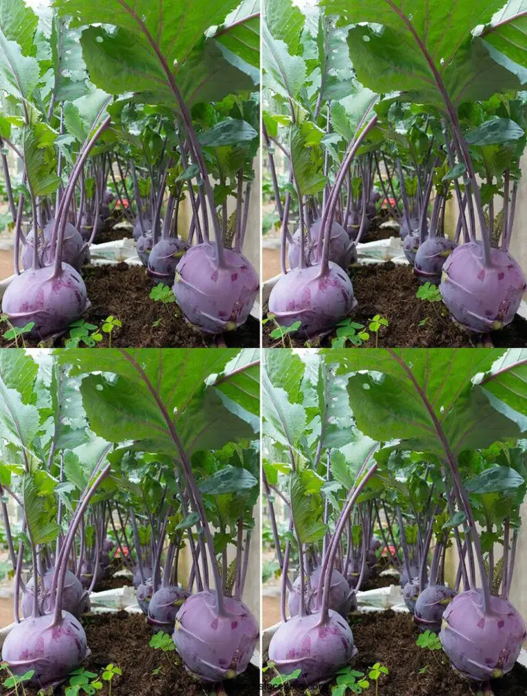 ¿Por qué el kohlrabi púrpura crece tan grande en una bolsa de tierra? ¡Aquí está la hermosa respuesta!