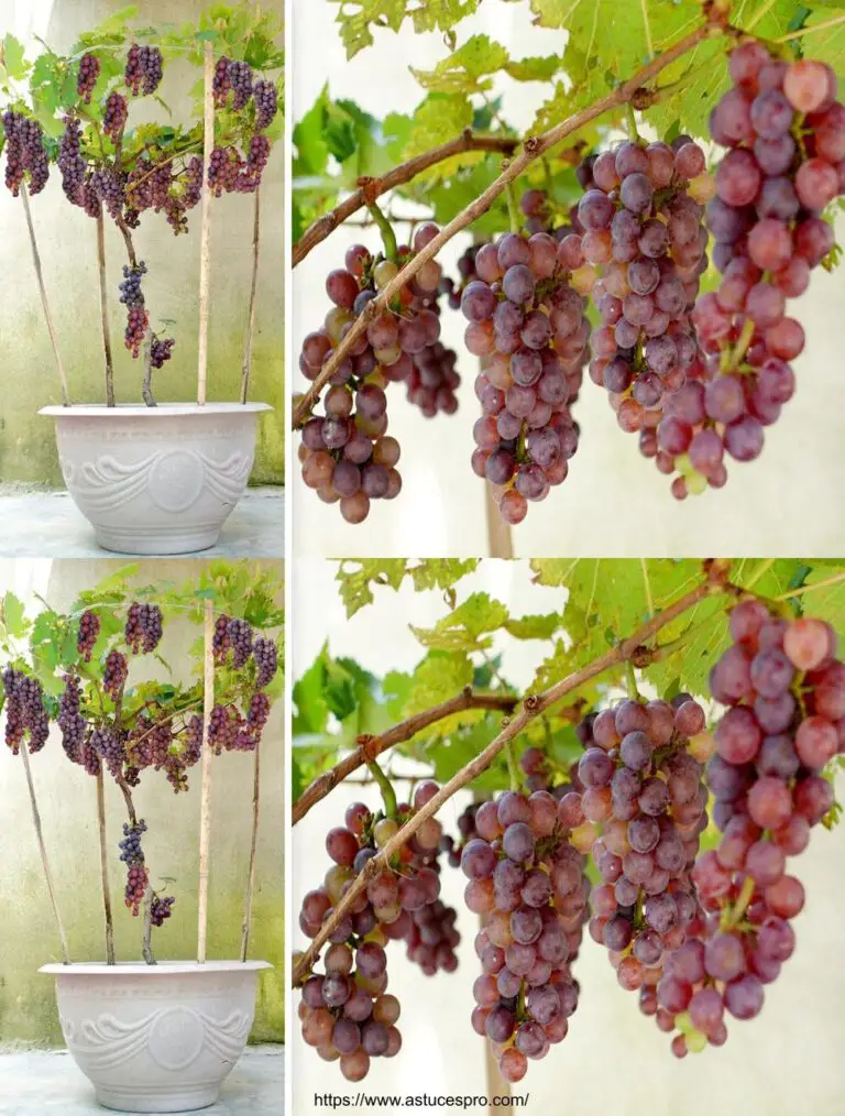 Consejos para el cultivo de uvas en casa: una cosecha fructífera y fácil para todos