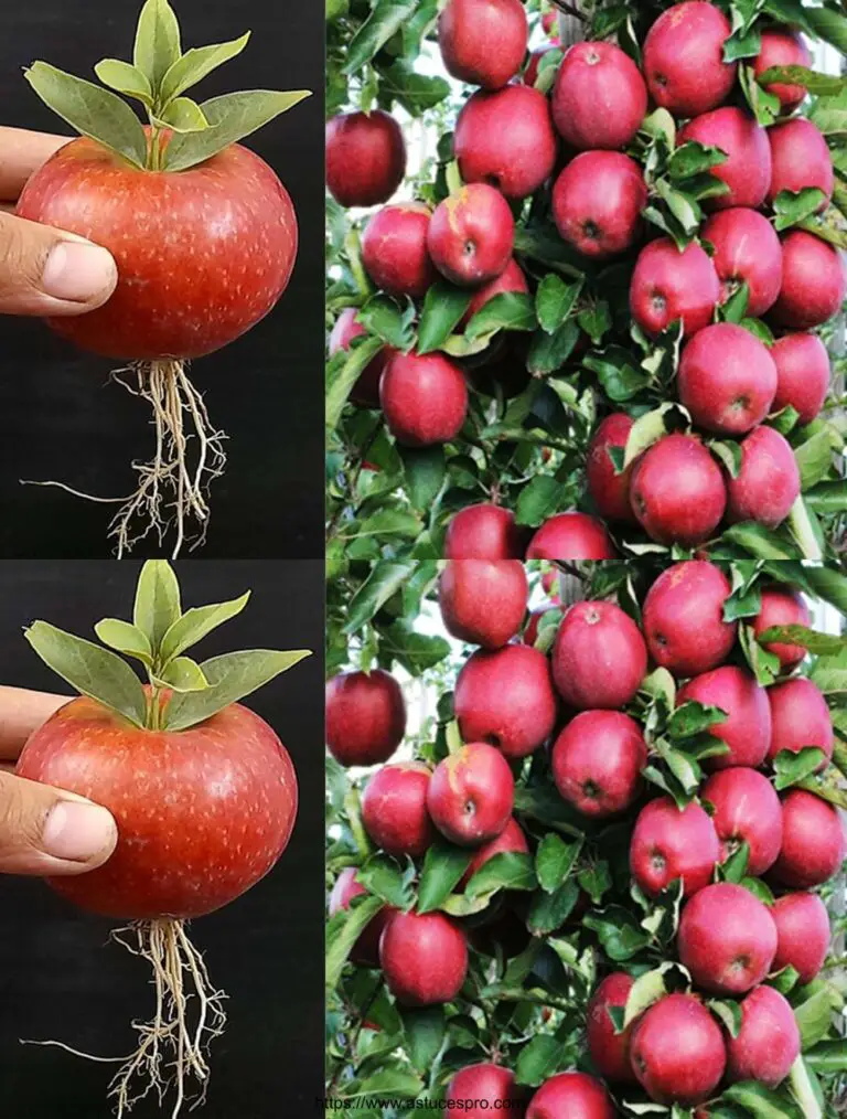 Destrezas únicas: cultivar un manzano de hojas y crecer fácilmente!