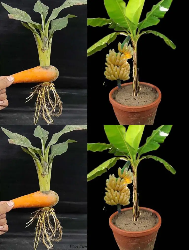 La mejor idea: Crece un árbol de banana de una fruta de plátano