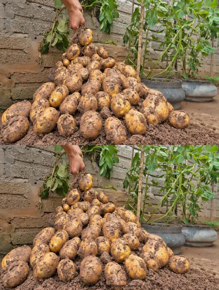 El secreto del cultivo de papas en neumáticos reciclados para cultivos generosos y abundantes