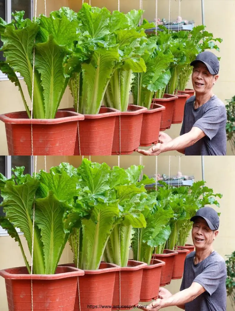 Jardín de verduras de sueño para amas de casa, No se necesita jardín