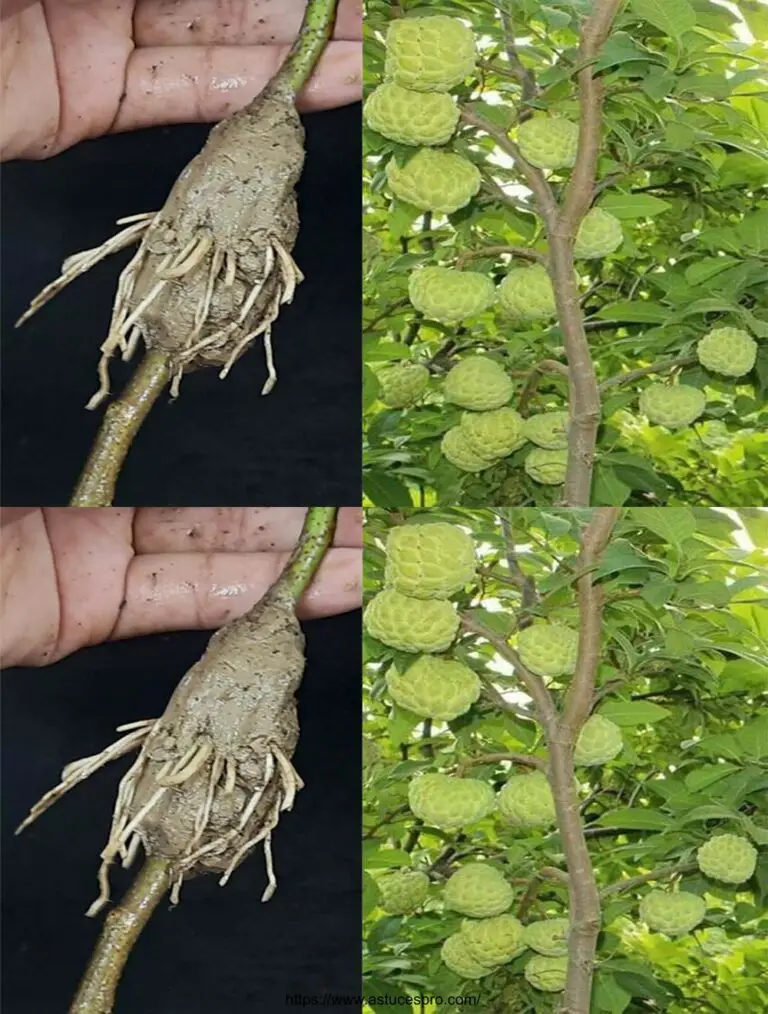 Cómo cortar árboles de azúcar de cortes en agua / Cultivar árboles de azúcar de cortes