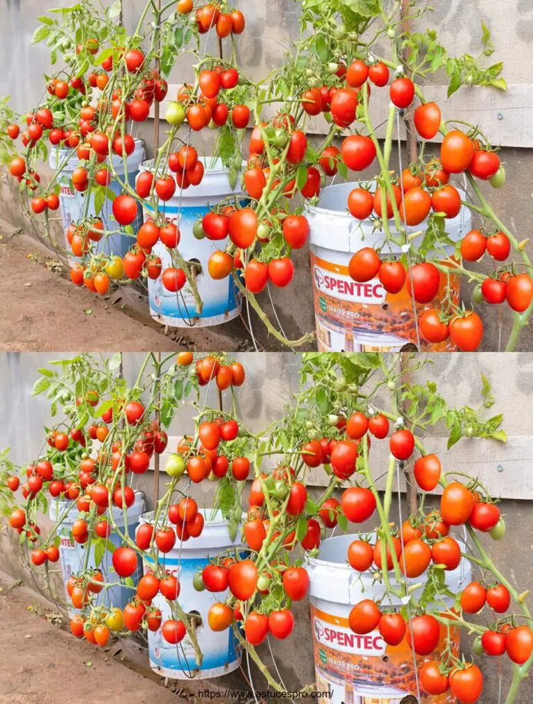 Cultivar tomates super frutales en la pared: ¡No esperaba estar abrumado con deliciosa fruta!