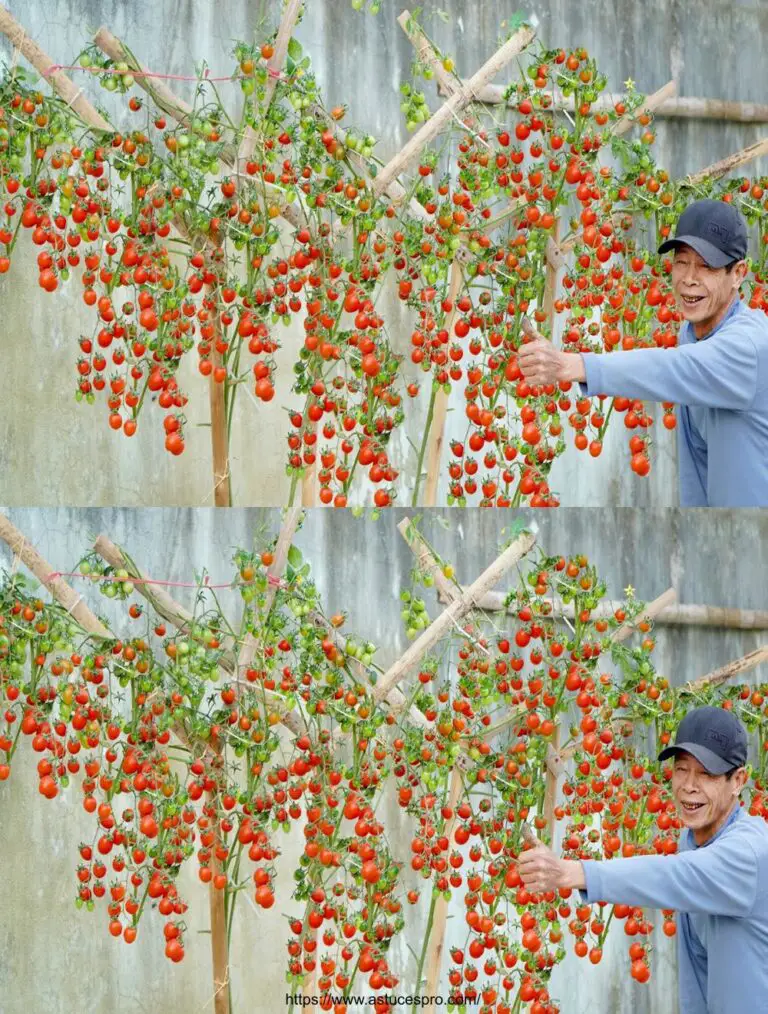 Ningún jardín necesario, Cultivar tomates inteligentemente para altos rendimientos