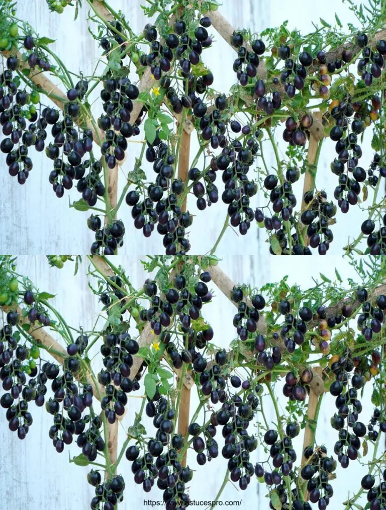 Cerezas deliciosas de tomates y tomates negros: ¡Un Festival de Sabores en Crecer Fácilmente en casa!