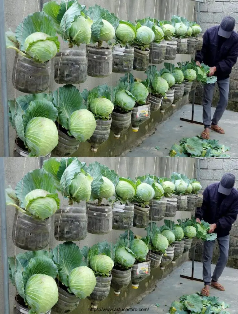 Jardín de ensueño de amas de casa : Cultivar repollo en botellas de plástico