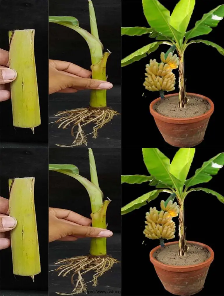 Cómo empujar plantain de Bouture con hormona Bouturage