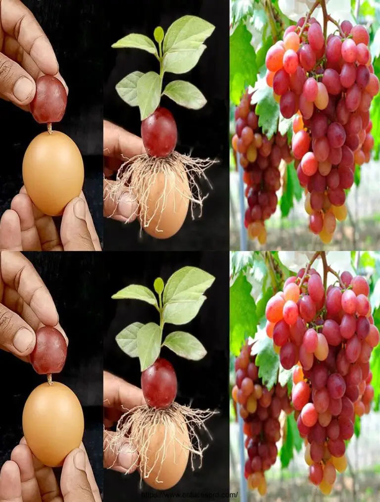 Árbol de uva de alto crecimiento con huevo / Cómo crecer un árbol de uva más rápido en casa