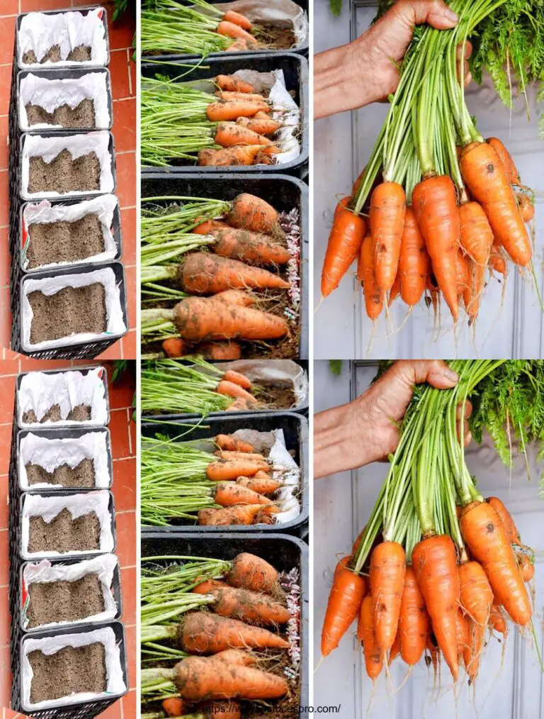 Cómo cultivar zanahorias en casa para un alto rendimiento, el juego de un niño!