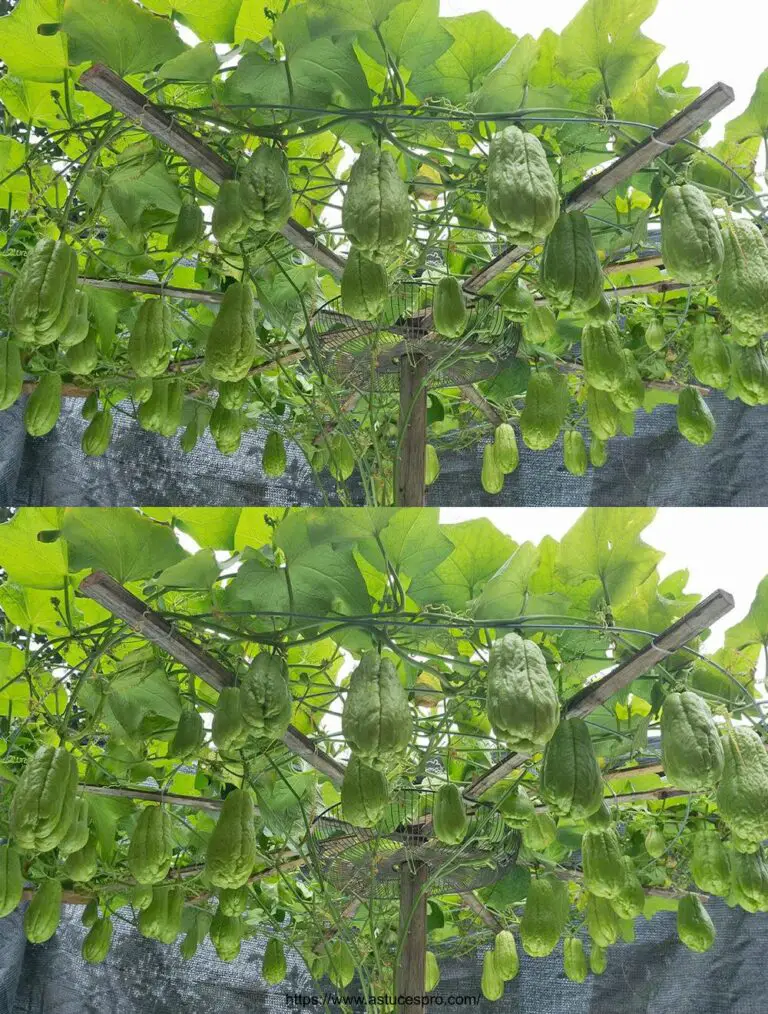 ¡El misterio de la cultura prolífica de los chayotes, un secreto bien guardado! Cultivarlos en su terraza.