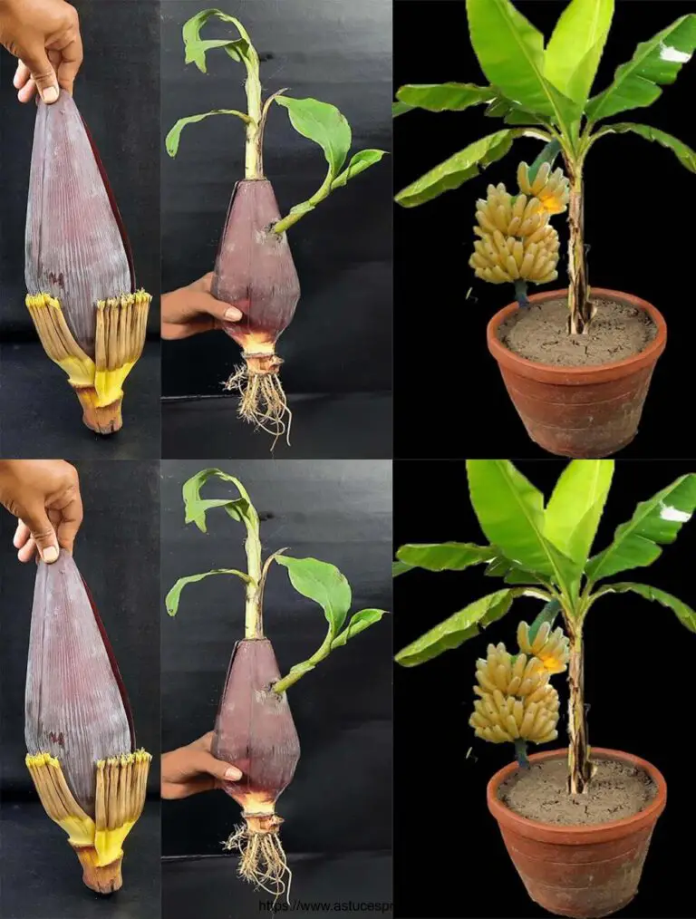 Cómo cultivar un árbol de plátano de una flor plantana