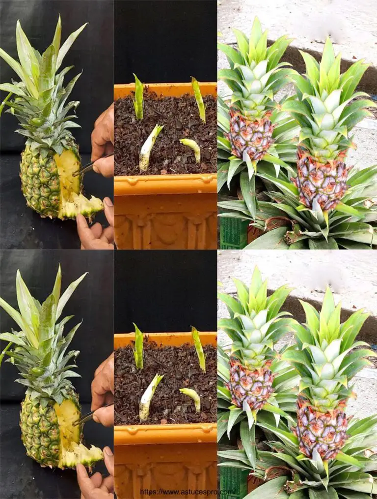 Cómo empujar la piña de semillas – cultivar árboles frutales de la piña