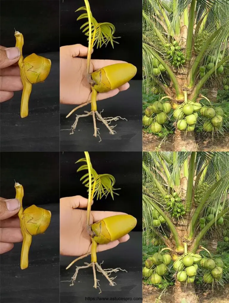 Cómo cultivar un árbol de coco de un bebé de coco