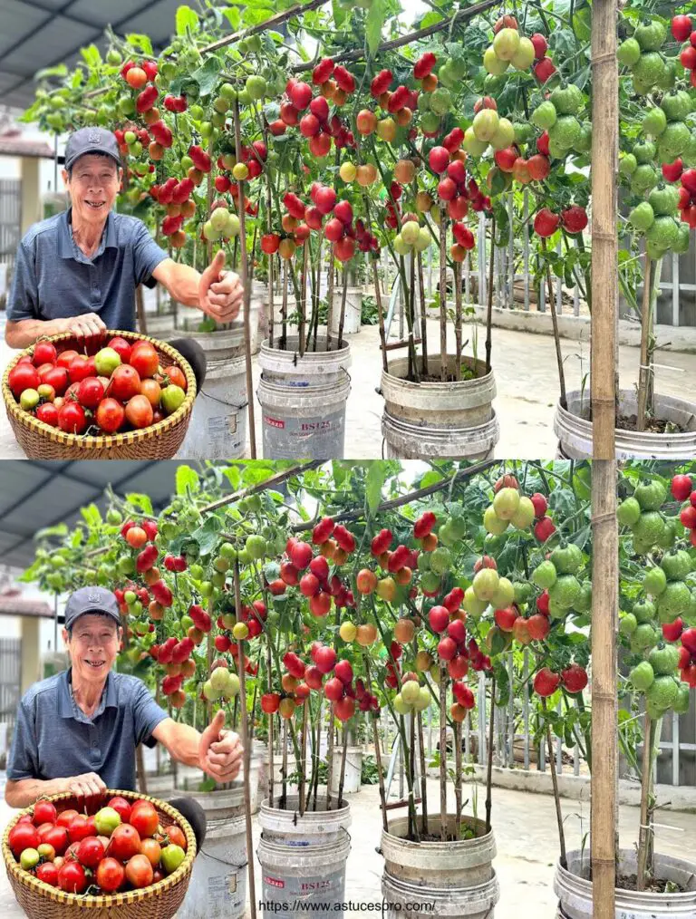 Tomates de médula sin riego: ¡La cosecha se duplicó y continúa!