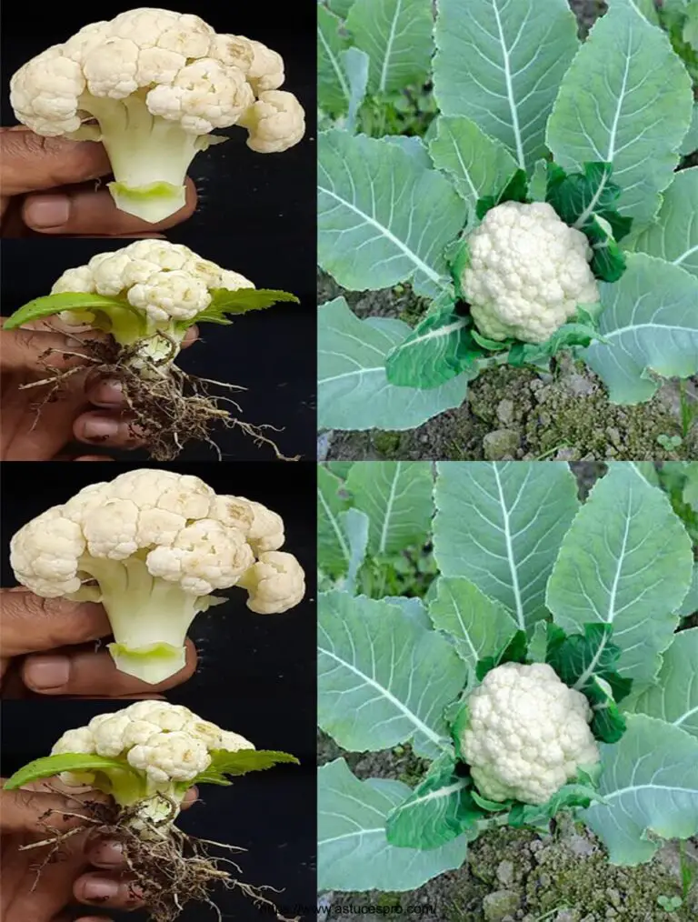 Cómo crecer un árbol de coliflor de un coliflor