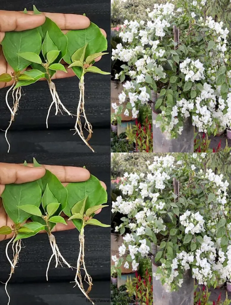 Propagando la planta Bougainvillier de hojas