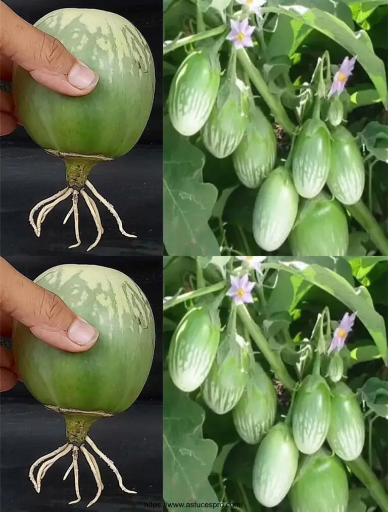 Secretos del Éxito: Creciendo un Aubergine Árbol de un Aubergine