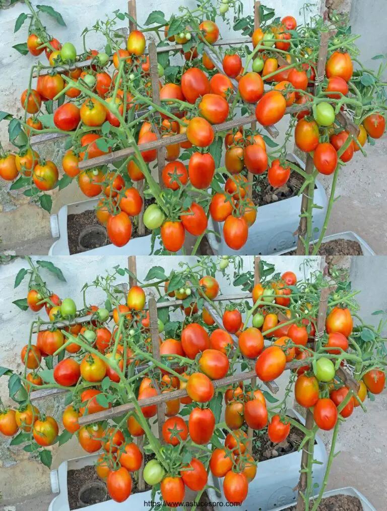 Espectacular idea: ¡Tomates de crecimiento con papas – cosecha rápida y abundante!