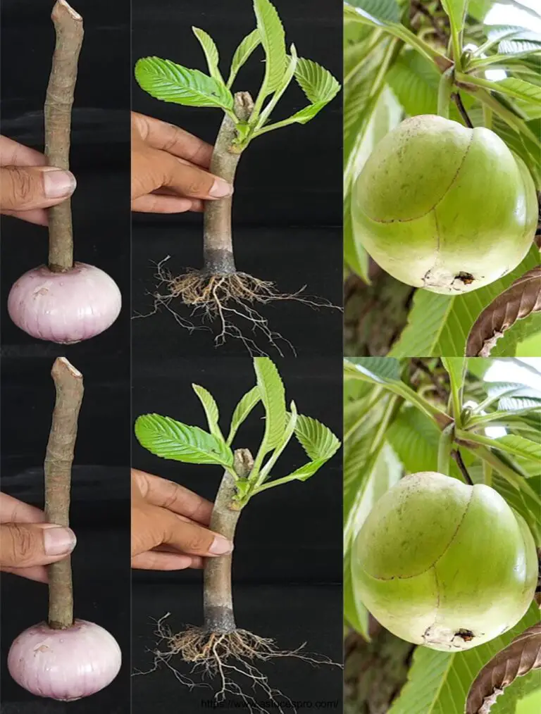 Apple Elephant (Chalta): Cómo cultivar este árbol de cortes