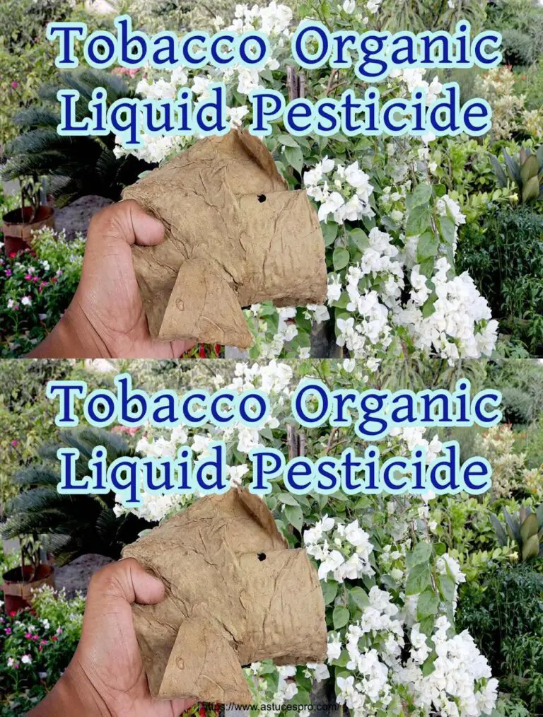 ¡El pesticida orgánico de sabor en el tabaco! Cómo construir en casa con hojas y uso en jardinería