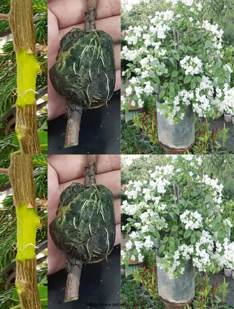 Cómo hacer fácilmente el marcottage aéreo de una planta Bougainvillier