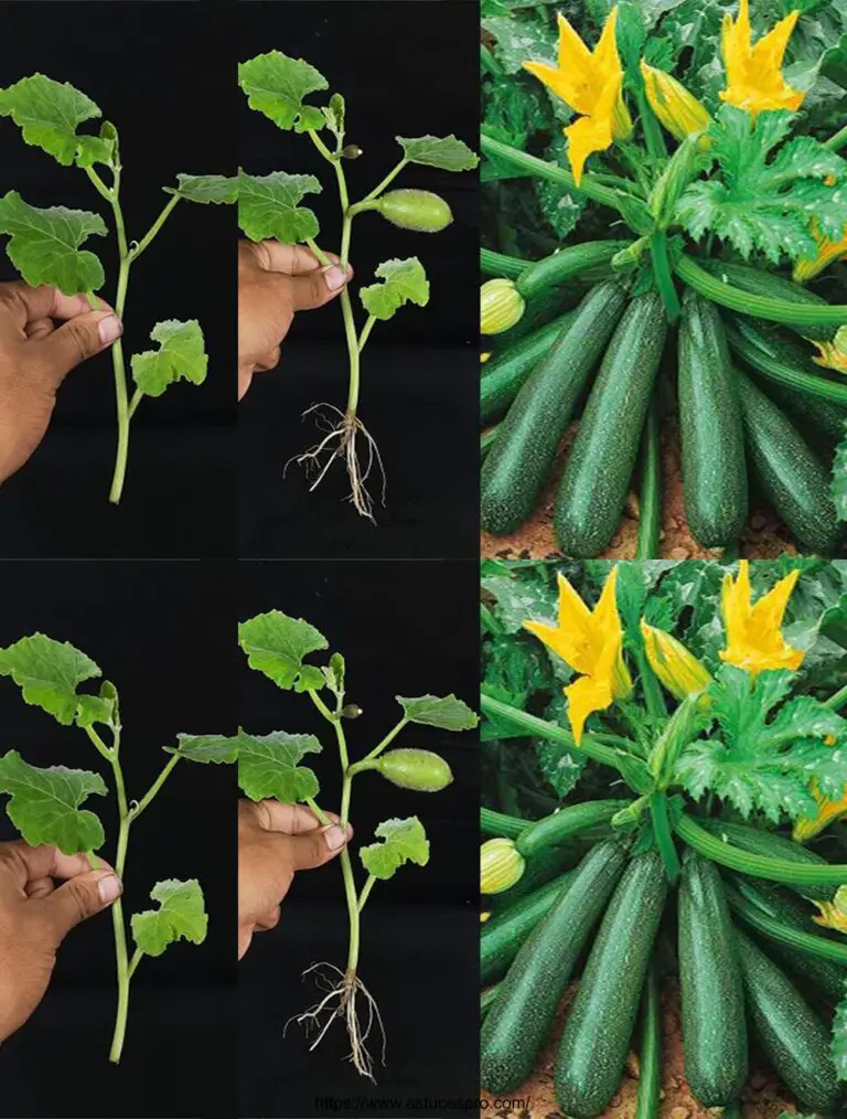 Cómo empujar Courgettes de Boutures (Técnicas únicas)