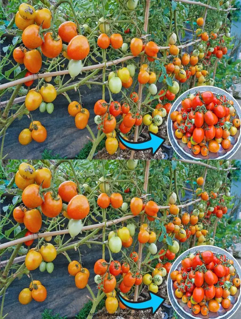 Tomates de crecimiento en casa: Fácil y saludable, cosechamos toneladas de tomates!