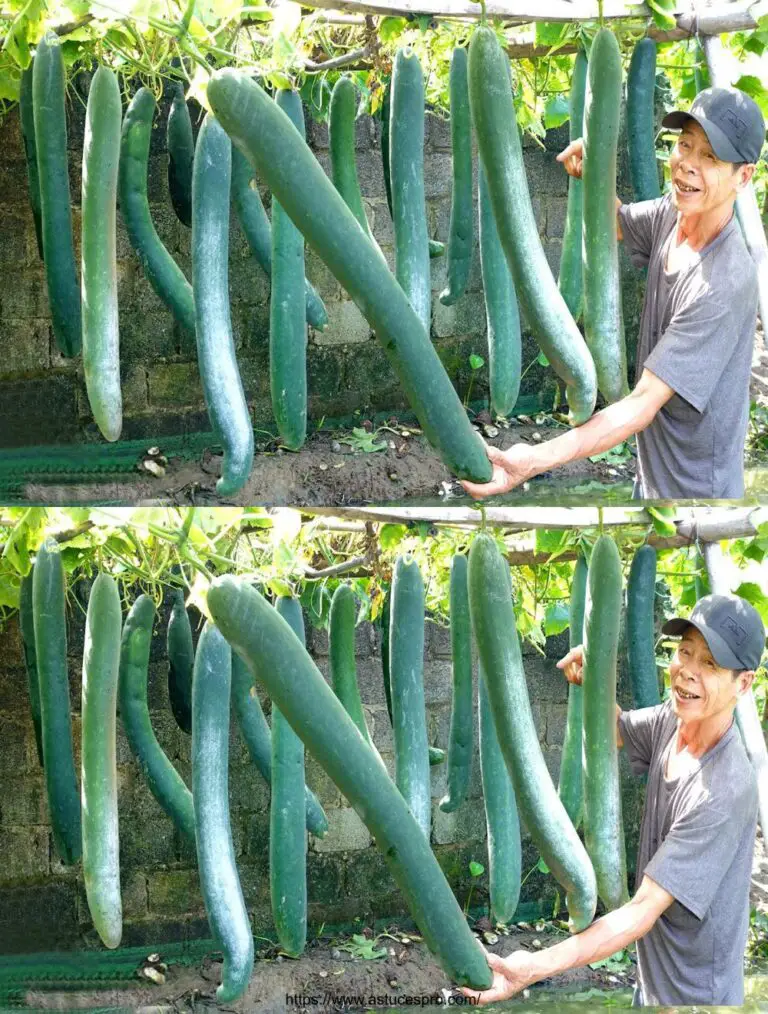 ¡Trate de crecer larga calabaza en casa y sorprenda por la cantidad de fruta!